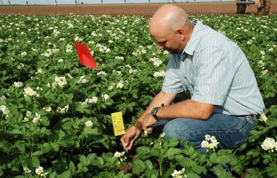 Tracking Potato Psyllids