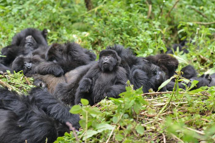 Group of mountain gorillas resting