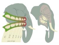 Illustration of Teeth