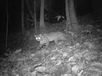 Leopard Cat
