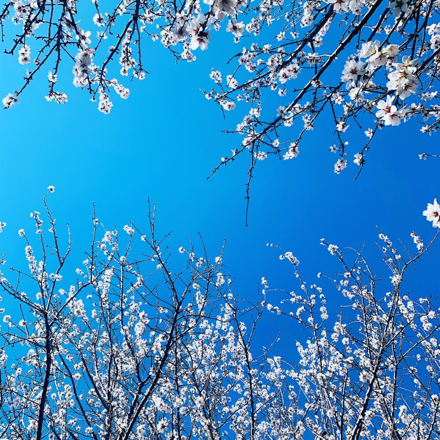 Almond blossoms