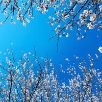Almond blossoms