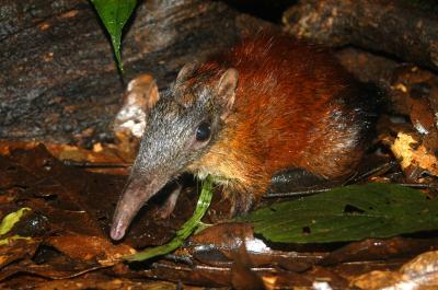 Gray-faced Sengi