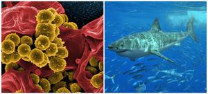 The Universal Thermal Performance Curve (UTPC) can be applied to all species and measures of their performance in response to thermal variations: from battery cell division (left) to shark swimming in the ocean (right).