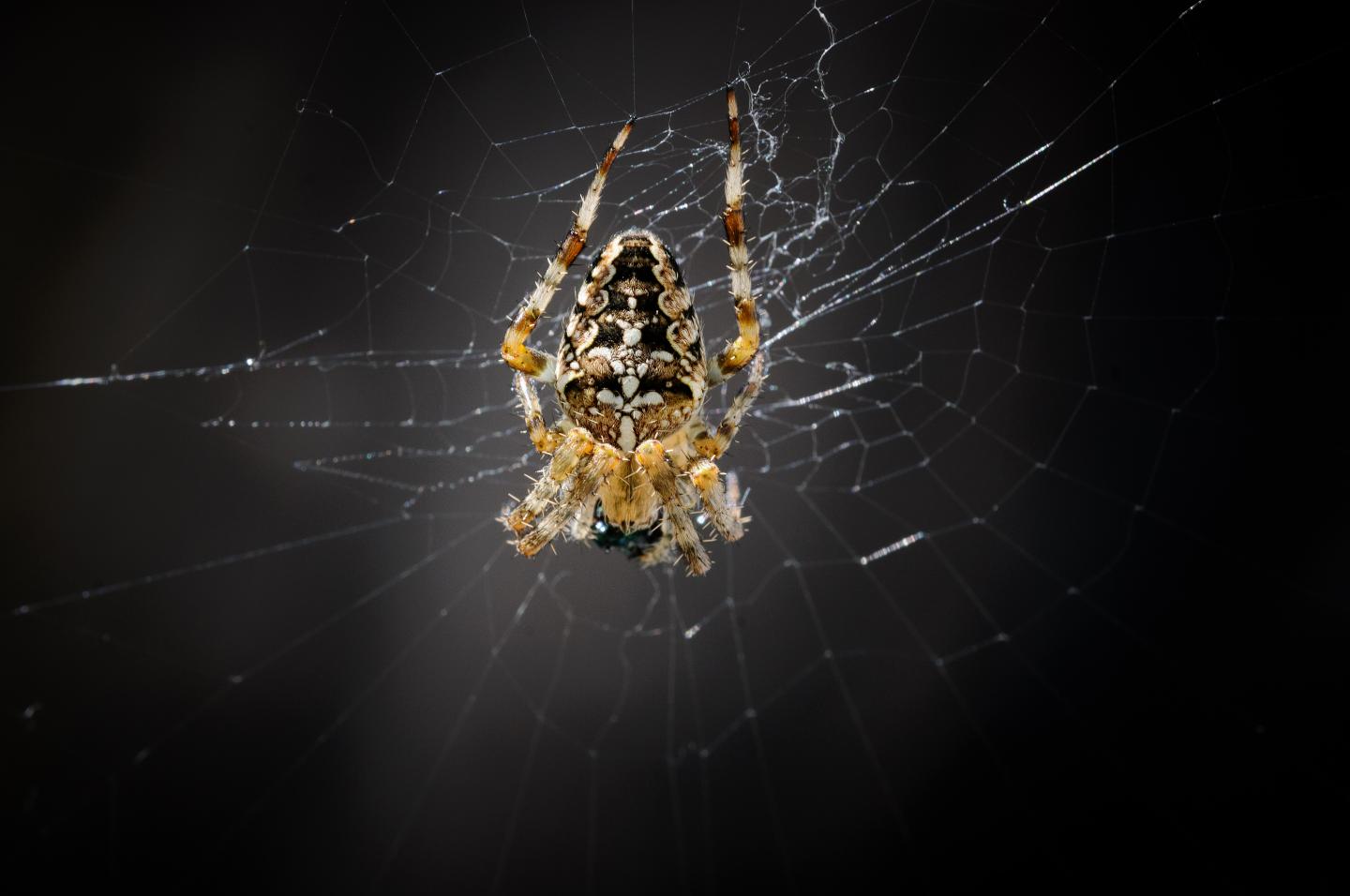 Spider in a Net