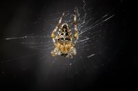 Spider in a Net