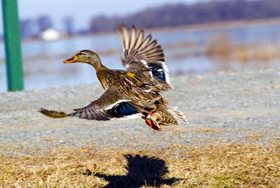 Duck Tracking 1