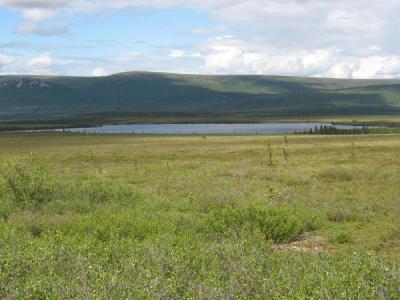Alaska Shrub Tundra