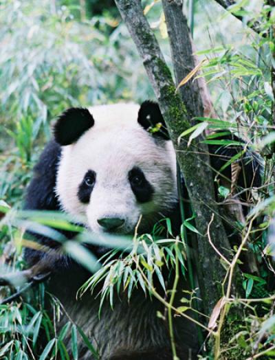 Giant Panda