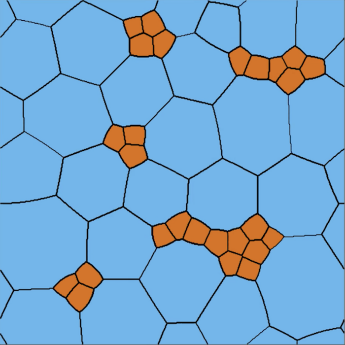 Numerical simulation of developing olfactory epithelium