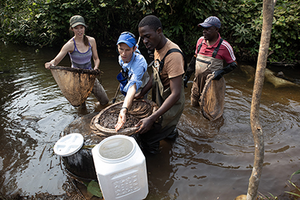 Collecting elephantfish