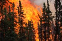 Alaskan Boreal Forest