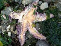 Wasting disease (2)