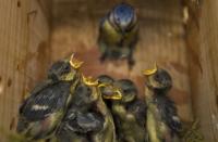 Blue tits, Cyanistes caeruleus