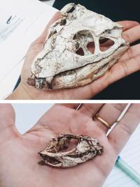 Fossil land-dwelling crocodiles