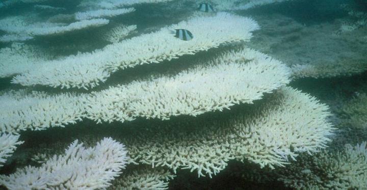 bleached corals