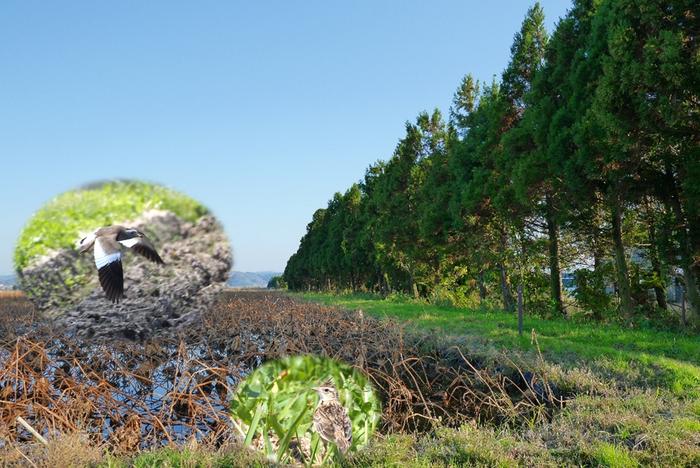 shelterbelts-agricultural wetlands-birds study