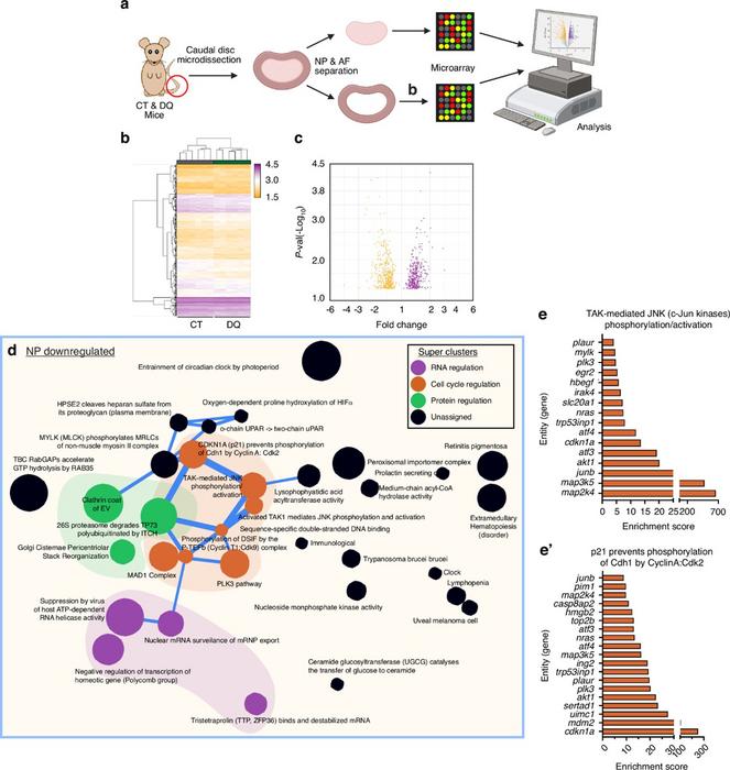 Transcriptomic changes show how DQ slows disc degeneration in mice