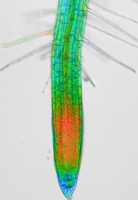 Root Tips Of Thale Cress (Arabidopsis Thaliana)