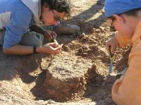 Mongolian Dinosaur Find
