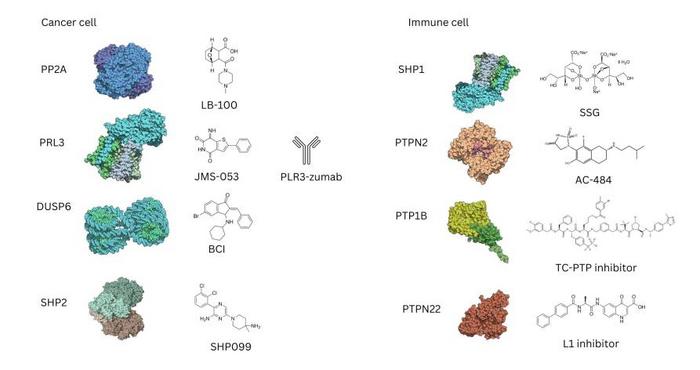Phosphatase Inhibitors: Targeting Cancer and Immune Cells