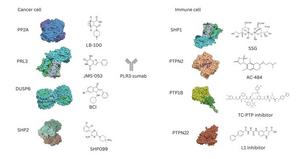 Phosphatase Inhibitors: Targeting Cancer and Immune Cells
