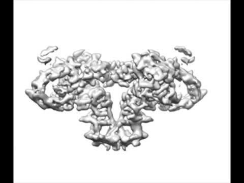 The Ryanodine Receptor