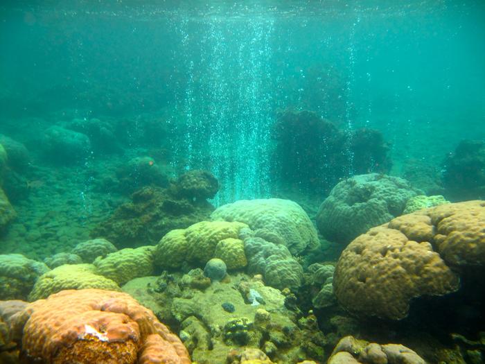 Reef CO2