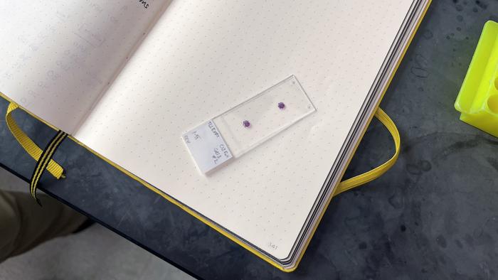 A sample from the lab