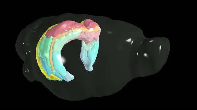 Hello, Hippocampus