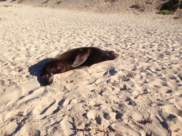 Algal Toxin Impairs Sea Lion Memory and Foraging (2 of 3)