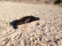 Algal Toxin Impairs Sea Lion Memory and Foraging (2 of 3)