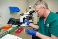 Preparing to Test a Koala for Chlamydia