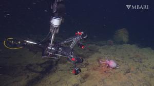 MBARI's EyeRIS camera system observing the locomotion of a deep-sea octopus