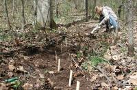 Student Tracing Roots