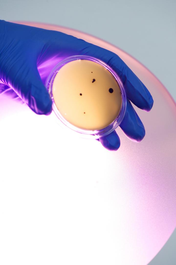 Indigo Clean