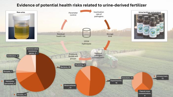 Urine derived fertiliser