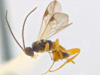 One of the Braconid Wasp Species Recorded in Ottawa (3 of 3)