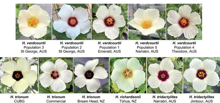 Phylogenetic relationships between the Hibiscus species of the Trionum complex. (