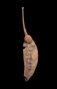 Archaeological Chili Peppers from Guila Naquitz Cave