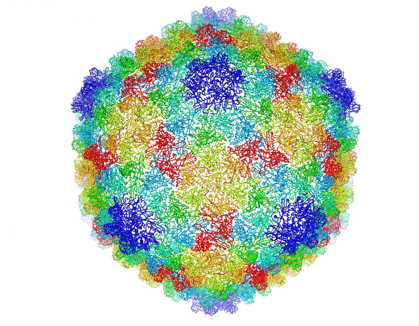 Model of Bacteriophage P22