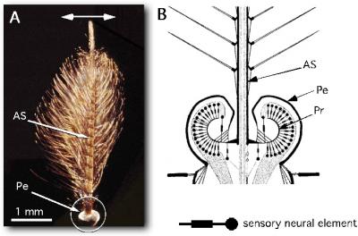 Mosquito Hearing Organ