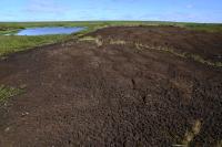 Peatland