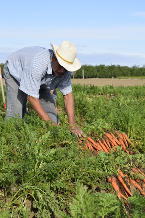 Study assesses risk that fruits, vegetables sold in U.S. are products of forced labor