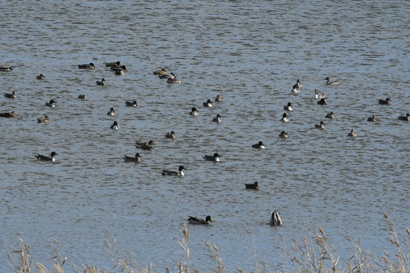 Northern Pintails on Lake Komuke
