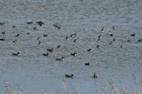 Northern Pintails on Lake Komuke