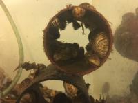 Zebra Mussels