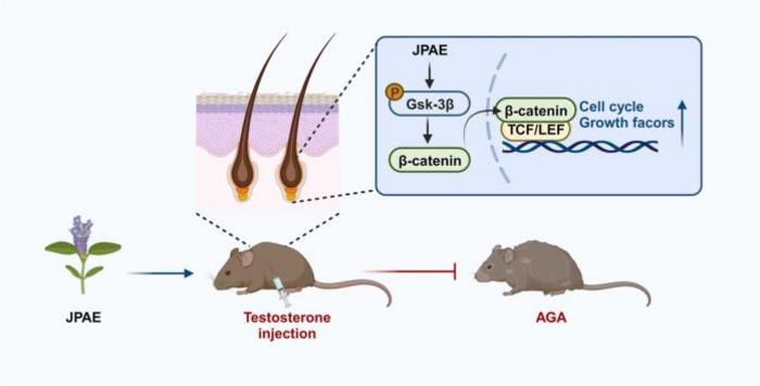 Justicia procumbens prevents hair loss in androgenic alopecia mice