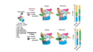 Transcriptional reprogramming of tumor-infiltrating T cells (TIL) upon cytokine delivery