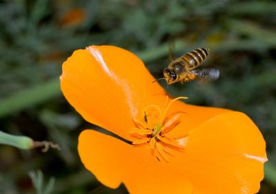 Honeybee Genes Linked to Bold Behaviors (8 of 9)